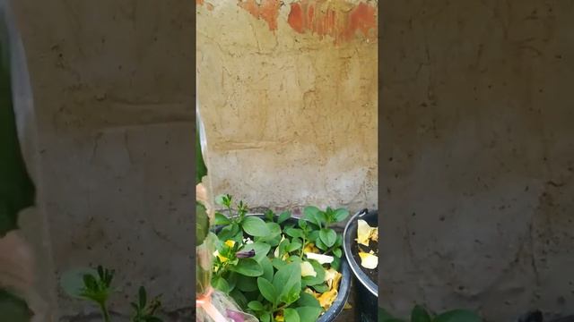 Укоренение розы из букета.
