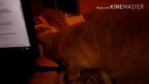 Реакция британской кошки на писк котят, различные мяуканья