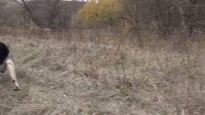 Восточно Европейские Овчарки