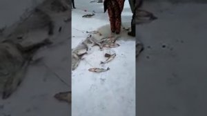 ЛОВИЛИ ОКУНЯ А ПОЙМАЛИ СЕТЬ С СУДАКАМИ. Браконьеры в Твери на Волге/Мега улов судака в 2022 году