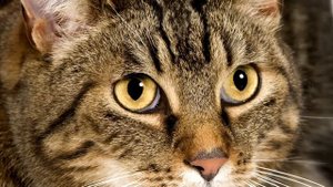 Европейская #короткошерстная #кошка - описание породы