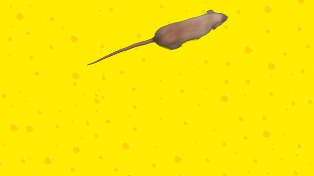 Настоящая мышка для кошки на экране