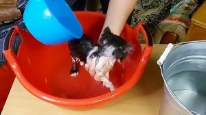 Как приручить дикого котёнка Мама кошка бросила 5ч. Избавится от блох. Помыть котёнка.