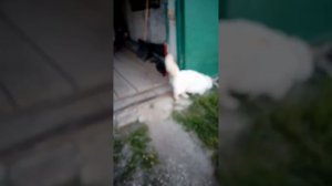 Влог на ДР моей сестры ей исполняется ровно 17 лет