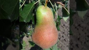 ГРУША РУССКАЯ КРАСАВИЦА # Описание сорта груши Русская красавица