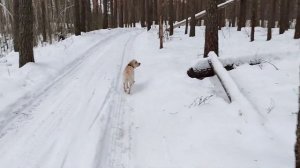 Прогулка с лабрадором 31 декабря