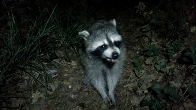 Енот пришел в гости. смотреть онлайн