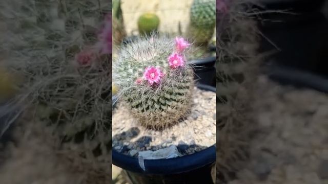 Mammillaria polythele || 2 Beautiful flowering cactus. #shorts #cactus #short #shortvideo