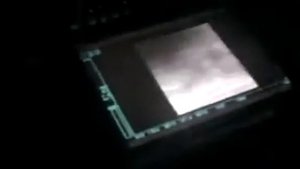 ректальное исследование коровы при помощи УЗИ.