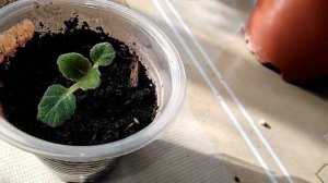 СИННИНГИЯ ЭТО ГЛОКСИНИЯ. Пробуждение глоксинии после периода покоя.