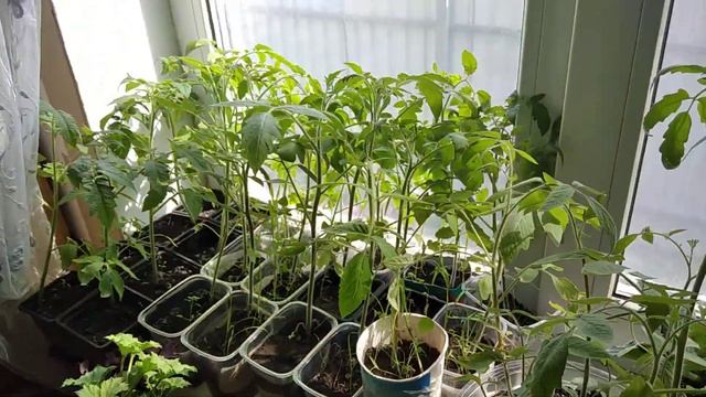 Рассада томатов/Обзор 5мая. смотреть онлайн