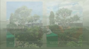 Ниваки из сосны, клена и бересклета: восстановление и сезонный сервис