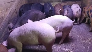 Сколько килограмм набрали поросята на дешевом корме// Вес тушки бройлера в три недели//