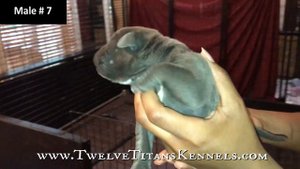 Meet our newest 12 Titan Cane Corso pups