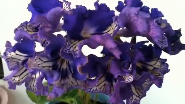 Стрептокарпус Volkswagen Touareg смотреть онлайн