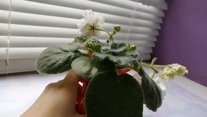 ФИАЛКА. Сорт ЕК-Белая королева. Уход за фиалкой.