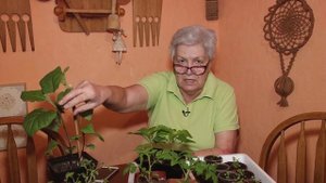 Голова садовая - Магниевый хлороз