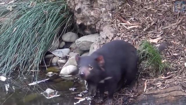 Этот зверь закрывает спиной вход в нору, и ни кто не может его прокусить смотреть онлайн