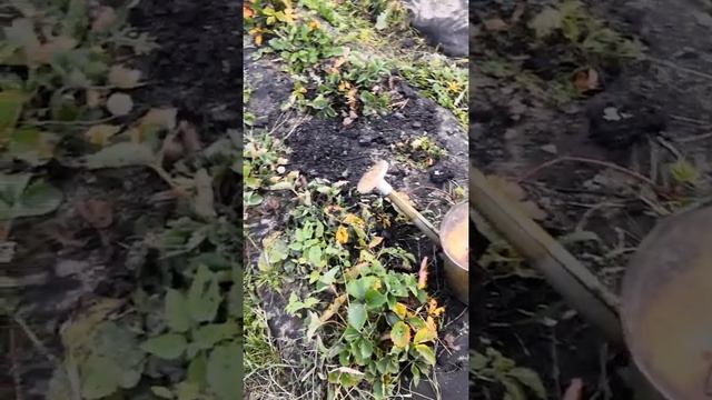 Подкормка клубники золой осенью 1й этап. смотреть онлайн