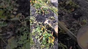 Подкормка клубники золой осенью 1й этап.