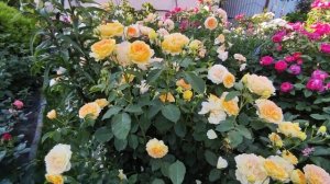 Роза Молинью ?? rosa Molineux