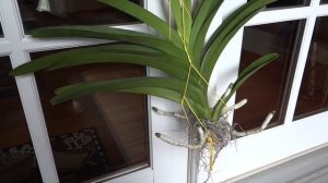 Размножение орхидеи ВАНДЫ или Большая Цветочная Новость