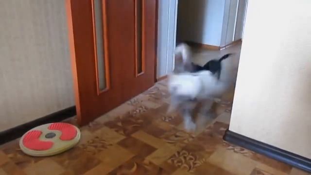 САМЫЕ МАЛЕНЬКИЕ СОБАЧКИ НА ПЛАНЕТЕ ЗЕМЛЯ  !!!