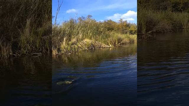 Только забросил и схватила.   Ловля Щуки на спиннинг. смотреть онлайн