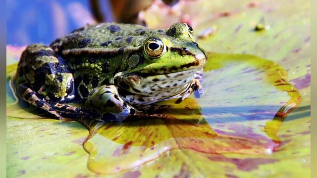 " Звонок из болота под названием ПКБ" автор Инна Гагарина, читает Инна Гагарина смотреть онлайн