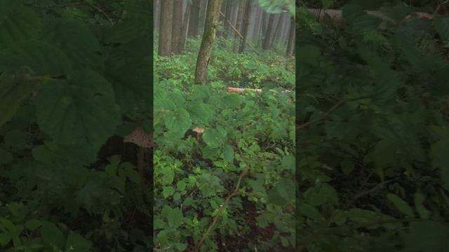 Гриб Зонтик. "Молодая была не молода" смотреть онлайн