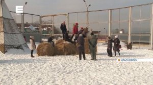 Красноярские школы будут проводить уроки с собаками и альпаками