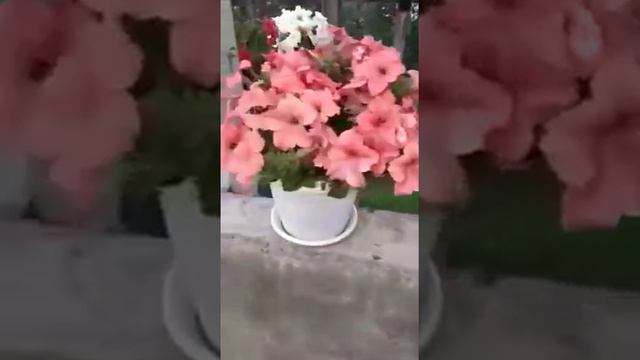 Отзыв о ГуматЭМ, г. Бисерть смотреть онлайн