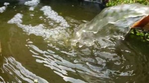 Shishi odoshi Bamboo Water Feature
