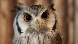 Интересные факты о животных №5