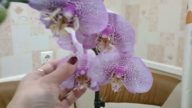 Моя новиночка - орхидея ! Кот или не Кот! смотреть онлайн