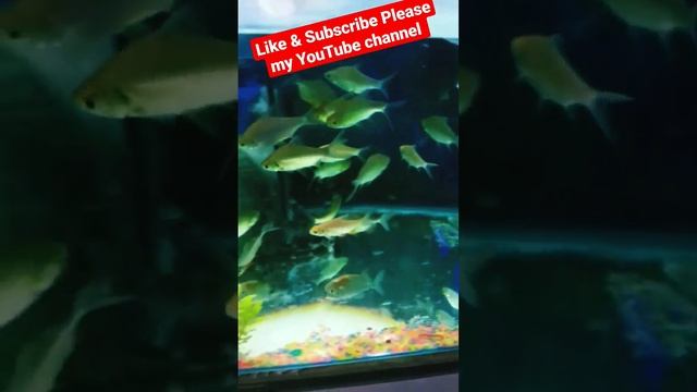 Java barb fish | Tinfoil barb fish | Red Tail Tinfoil bare | #story #fish #stort смотреть онлайн