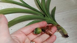 Орхидея Cyc. Gold Orange ,, Морковка,, сгнила