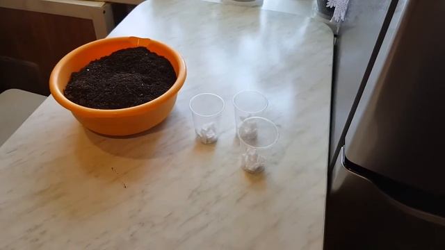 Папоротник. Деление куста Бисераты и посадка в грунт.