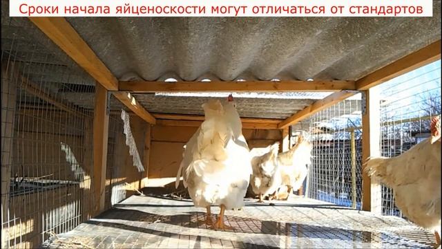 Яйценоскость кур & Когда начинают нестись куры