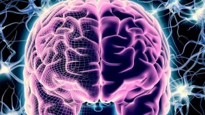 Какое полушарие мозга у Вас лучше работает?