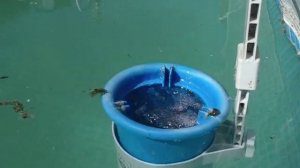 Запуск бассейна после зимовки с водой - 2 (IMGP4271.MOV)