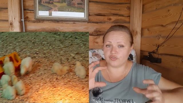 новый #сезон . #бройлер. #пропойка. #витамины. #обогрев смотреть онлайн