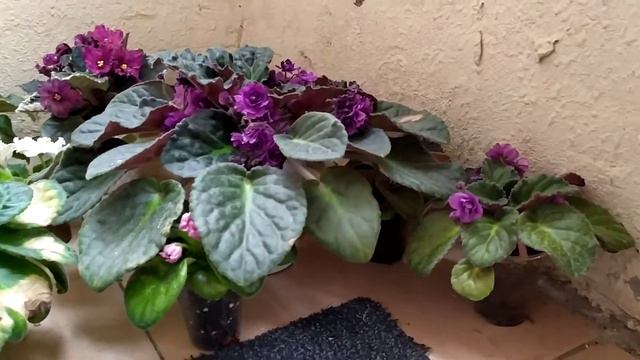 Fialka Az-EL(1) смотреть онлайн