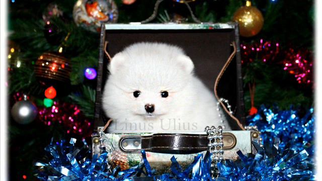 кобель белый шпиц померанский ркф - fci  питомник / доступен white pomeranian available