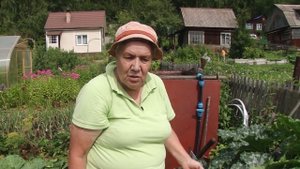 Голова садовая - Пустоцветы на кабачках и тыквах