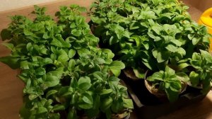 ПЕРВАЯ ПОДКОРМКА ЧЕРЕНКОВ ПЕТУНИИ ОСЕНЬЮ. ЧЕРЕНКИ УКОРЕНИЛИСЬ И ПЕРЕВАЛЕНЫ В ОТДЕЛЬНУЮ ЁМКОСТЬ.