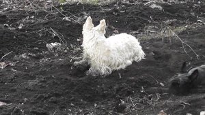 Скотч-терьер валяется на грядке, он был когда-то белым