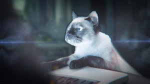 2 МИЛЛИОНА КОТОВ. ОТВЕТЫ НА ВОПРОСЫ [Черный, Белый, Рыжая]