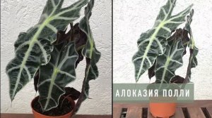 Алоказия Полли Alocasia Polly