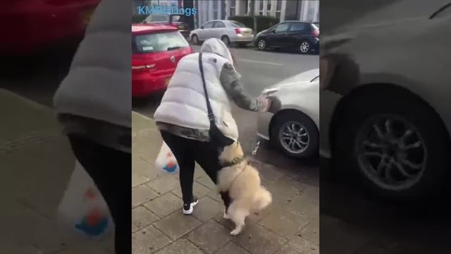 Наверно, страшно стало, на улицах нынче опасно😉😂 ( смешные видео )